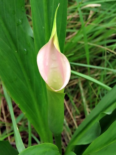 Foto de Lírio de Calla