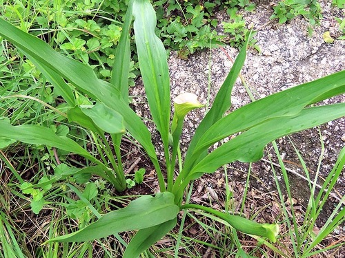 Foto de Lírio de Calla