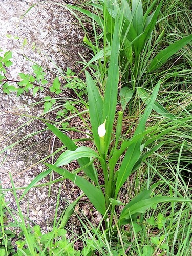 Foto de Lírio de Calla