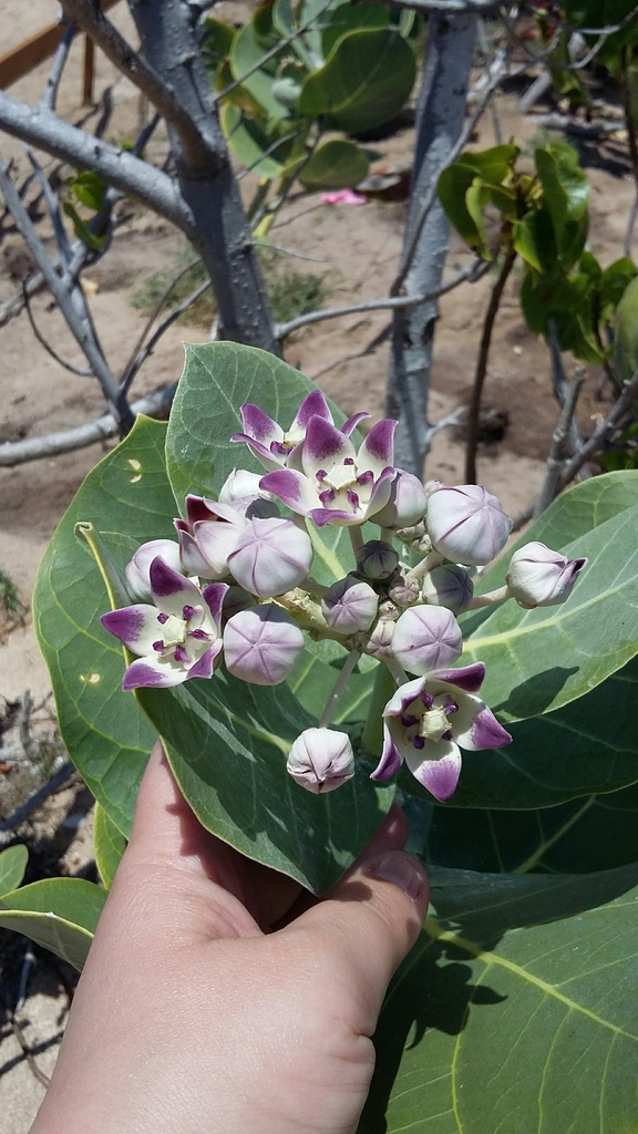 giant milkweed (Plants of the Hajar) · iNaturalist