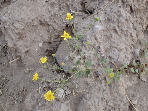 Image of Perityle californica by (c) Sue Carnahan, some rights reserved (CC BY)