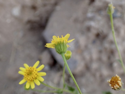 Image of Perityle californica by (c) Sue Carnahan, some rights reserved (CC BY)