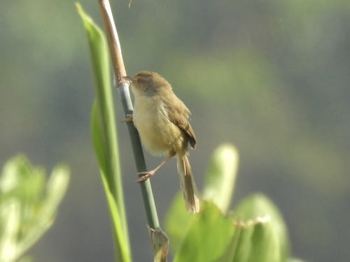 Plain Prinia