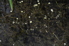 Ranunculus circinatus
