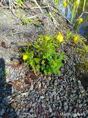 Ranunculus
