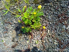 Ranunculus