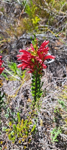 Image of Blood Heath (Erica cruenta) by (c) Liezl van der Merwe, some rights reserved (CC BY)