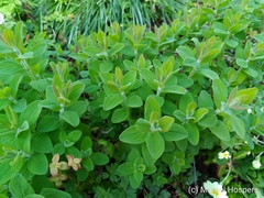 Hypericum