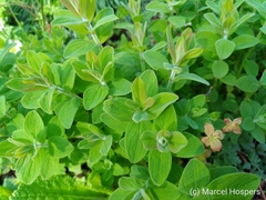 Hypericum