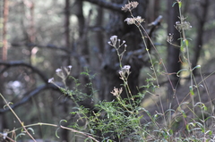 Gypsophila fastigiata