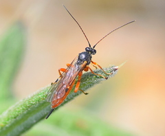 Itoplectis melanocephala