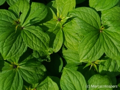 Paris quadrifolia