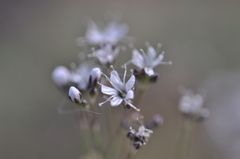 Gypsophila fastigiata