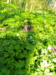 Corydalis cava