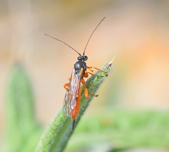 Itoplectis melanocephala