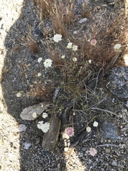 Chaenactis fremontii