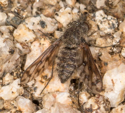 Cone-snout Bee Fly photo 3