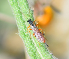 Itoplectis melanocephala