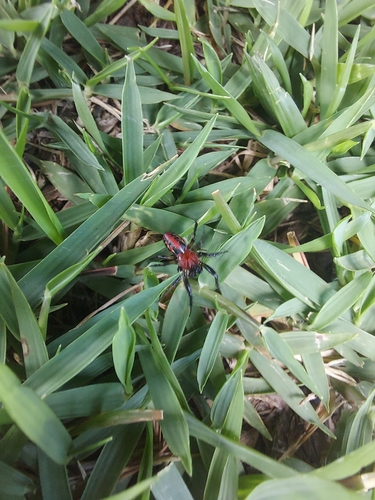 Alpaida versicolor