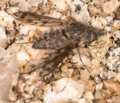 Conophorus fenestratus