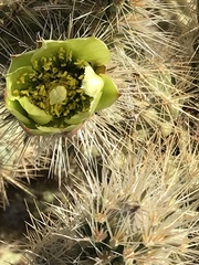 Cylindropuntia ganderi