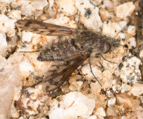 Cone-snout Bee Fly