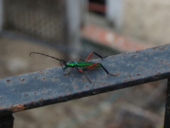 Plinthocoelium chilense