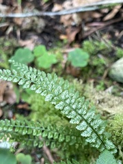 Asplenium viride image