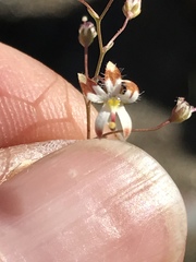 Nemacladus rubescens