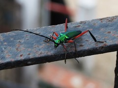 Plinthocoelium chilense