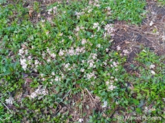 Angiospermae