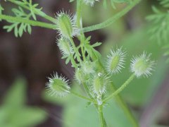 Spermolepis lateriflora