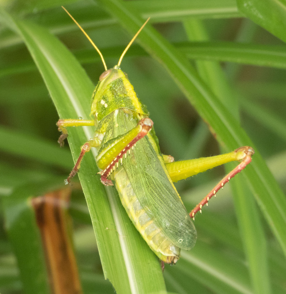 Chondracris rosea from 中国韶关市始兴县九龄公园 邮政编码: 512500 on September 9, 2023 ...