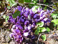 Lathraea clandestina