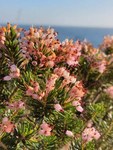 Vielblütige Heide