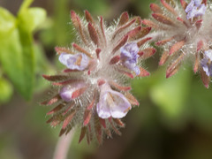 Phacelia cryptantha