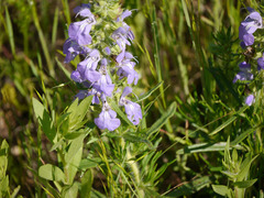 Salvia engelmannii