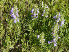 Salvia engelmannii