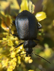 Calosoma inquisitor
