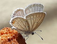 Cupido comyntas texana