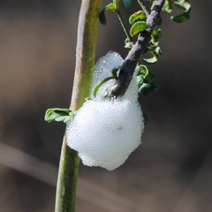 Cercopis intermedia
