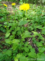 Doronicum pardalianches