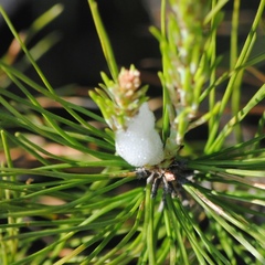 Cercopis intermedia
