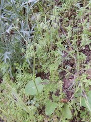 Spermolepis lateriflora