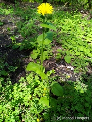 Doronicum pardalianches