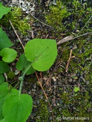 Doronicum pardalianches