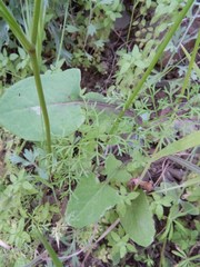 Spermolepis lateriflora
