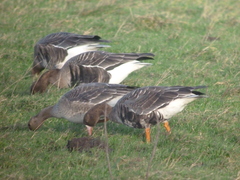 Anser albifrons albifrons