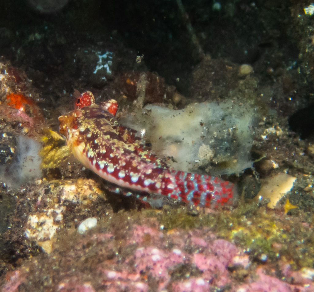 Morrison's Dragonet