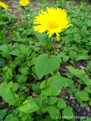 Doronicum pardalianches